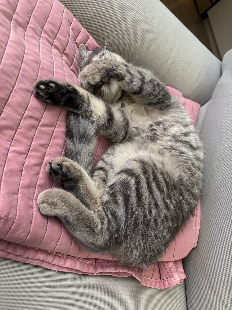A photo of a grey tabby cat named Oleander sleeping on a pink blanket that is on a couch. He is curled up with his belly showing and one paw over his nose