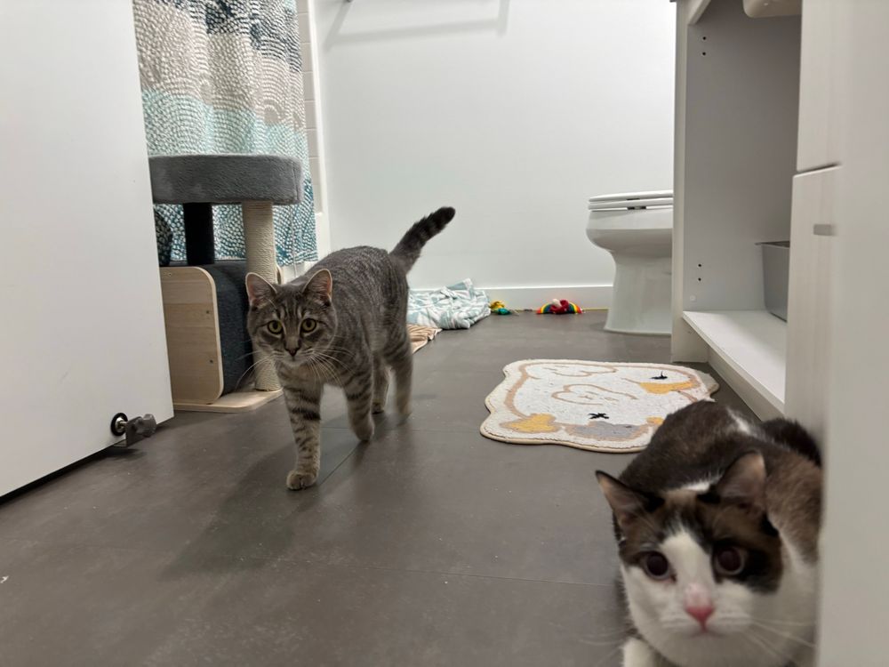 Photo of two cats. One grey tabby named Oleander and a snowshoe named Daisy. Oleander is on the left and walking towards the camera. Daisy is on the right and is loafing in front of the camera