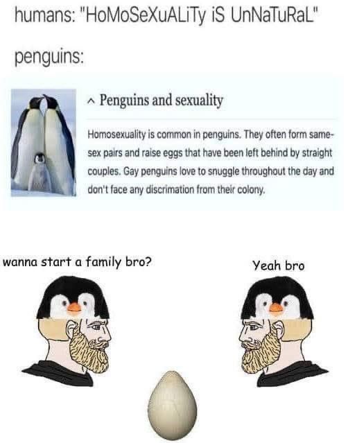 A meme. Humans: homosexuality is unnatural! 
Penguins: A snippet from an article titled Penguins and sexuality: Homosexuality is common in penguins. They often from same-sex pairs and raise eggs that have been left behind by straight couples. Gay penguins love to snuggle throughout the day and don't face any discrimination from the colony.
Below, two penguins look at an abandoned egg. One asks the other, "Wanna start a family, bro?" The other says, "Yeah, bro."