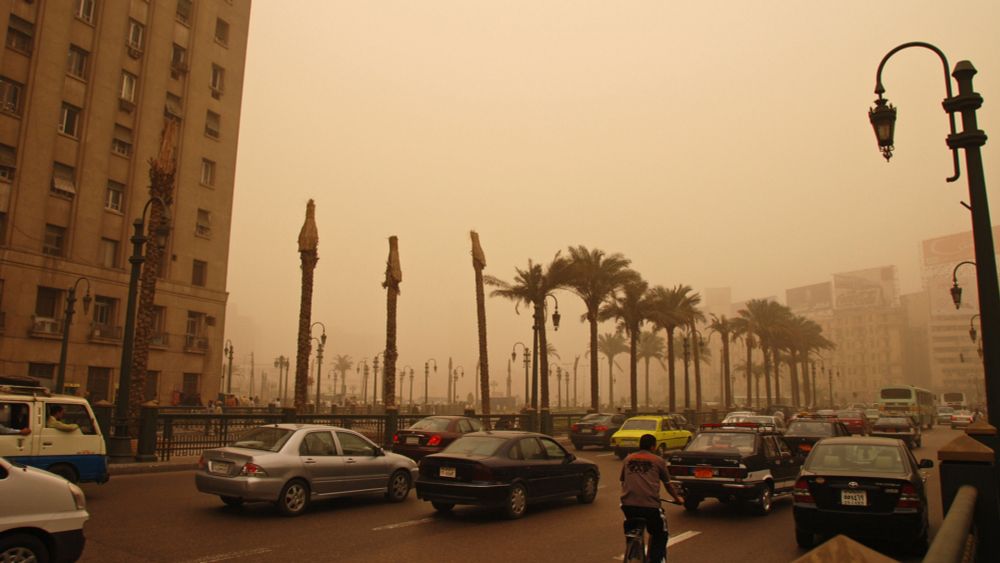 Tree Cutting in Egypt: The Desertification of Governance • The Revelator