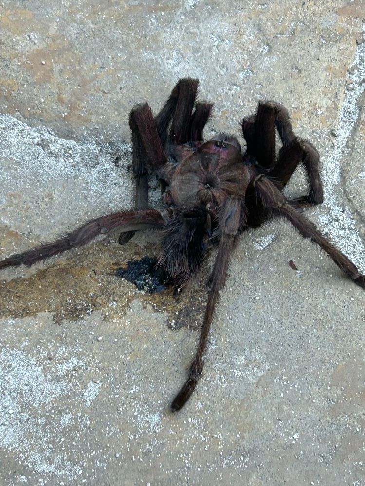 A picture of a dead tarantula at the entrance to the beach at the Catalonia Bávaro resort in Punta Cana.