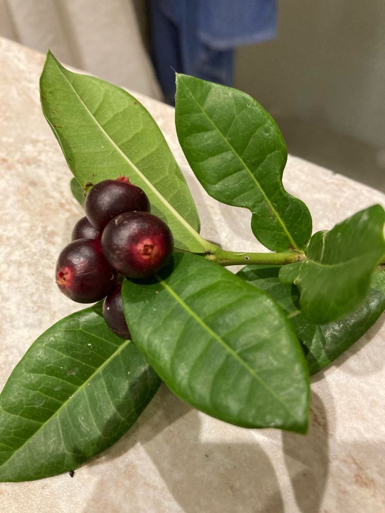 Picture and description of Lxora Coccinea leaves and berries.