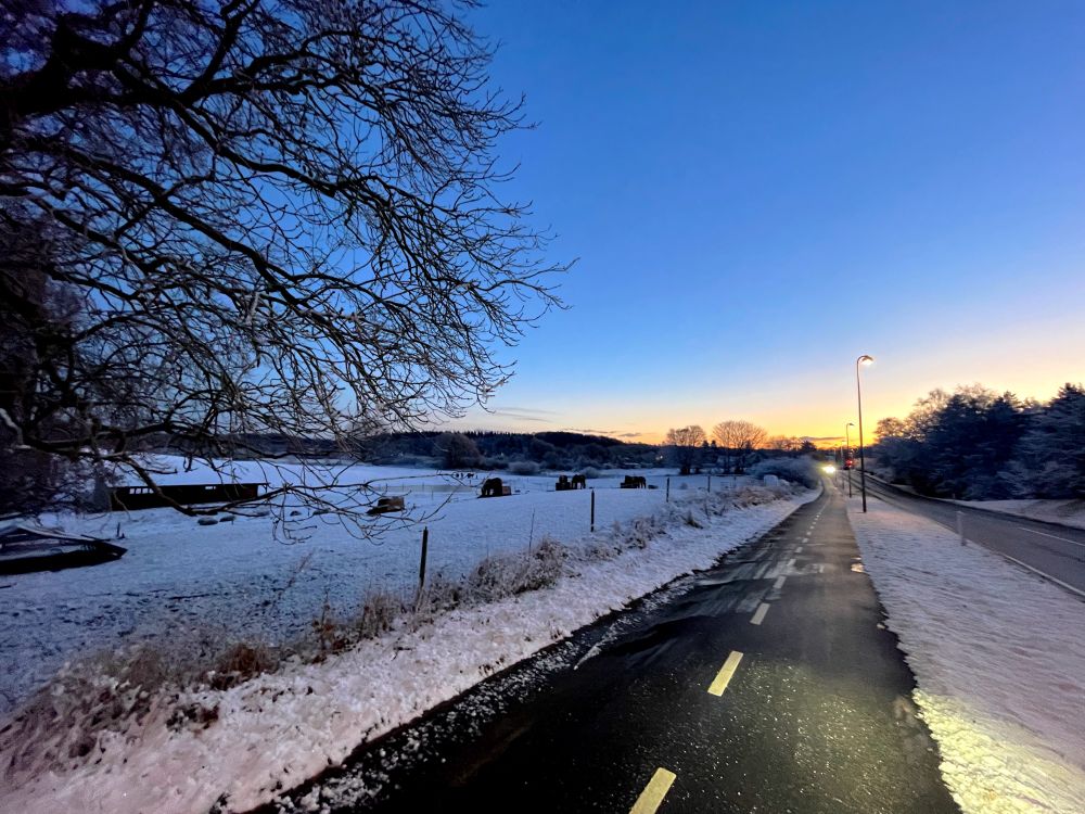 Bike path in the early morning - with horses in the background
