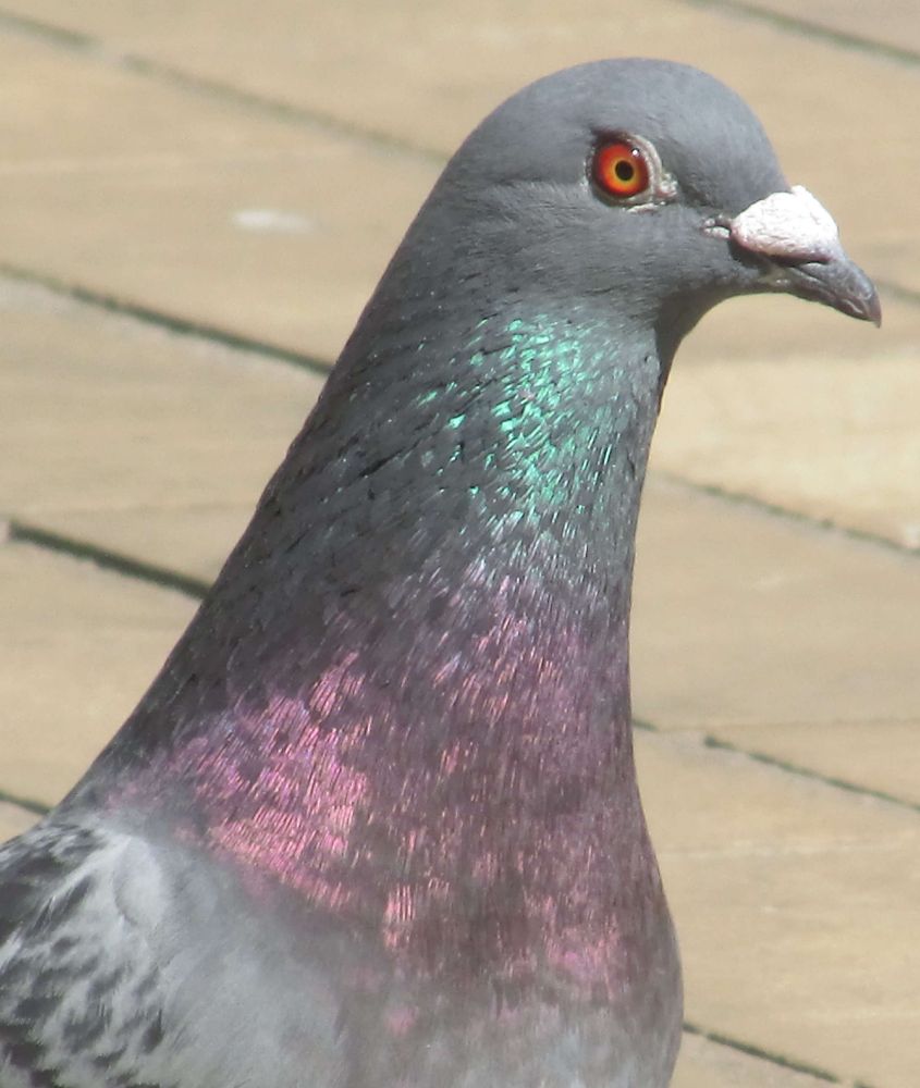 A pigeon with pink and green iridescent throat