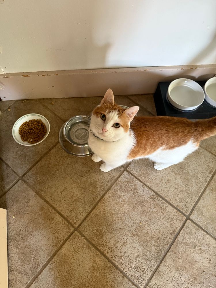 White and orange cat looking up expectantly from food and water bowls resting on a tan tiled floor.