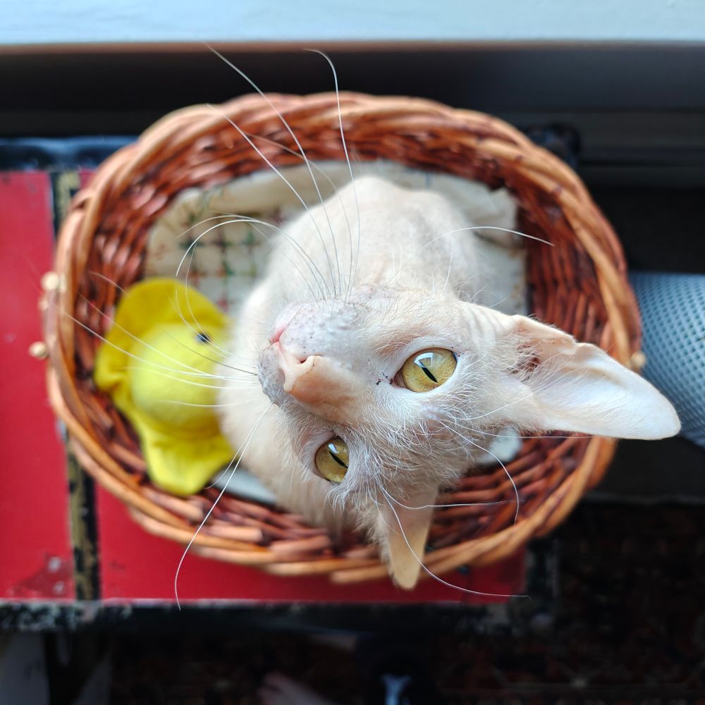 A tan lykoi cat looks directly up while sitting in a basket 