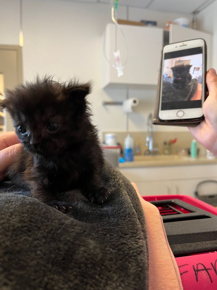 Front left is a small black kitten on a black blanket. In the right back is someone holding an iPhone with a photo of the same kitten sticking her tongue out.