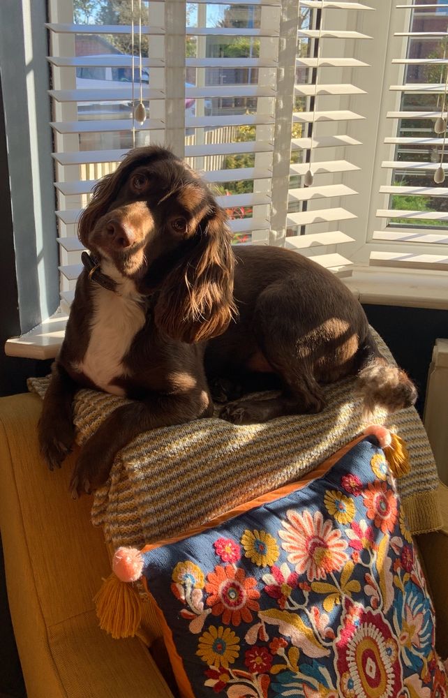 Brown Sprocker spaniel sitting on arm chair in sunlight 