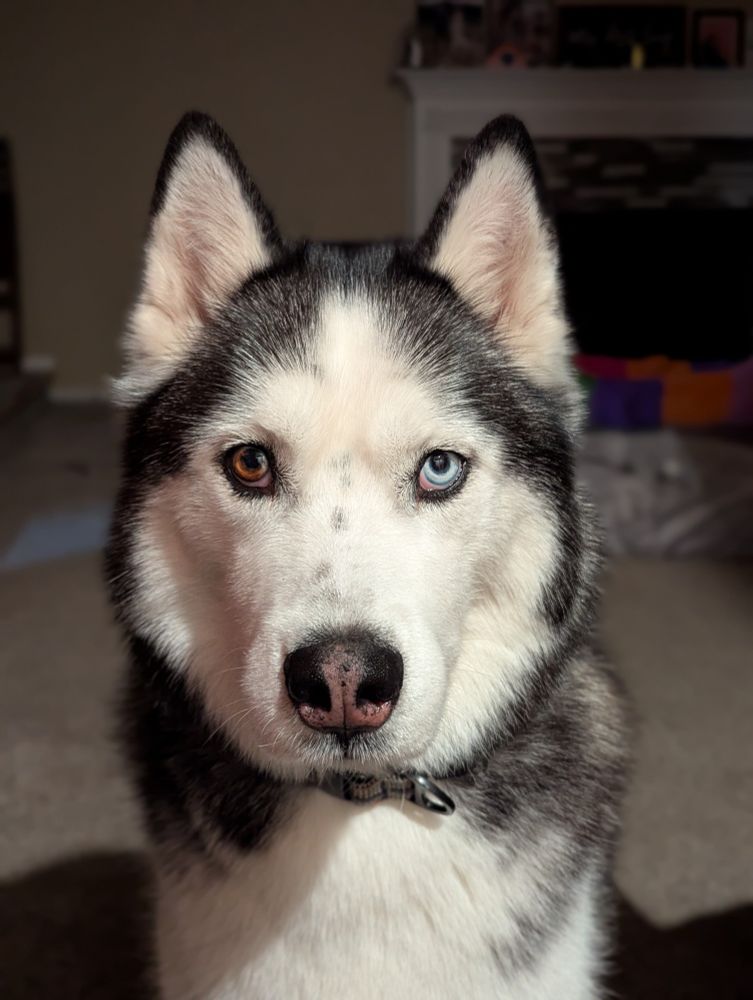 Black and white husky with brown and blue eyes contemplating why he's posing for the camera but for no reward.