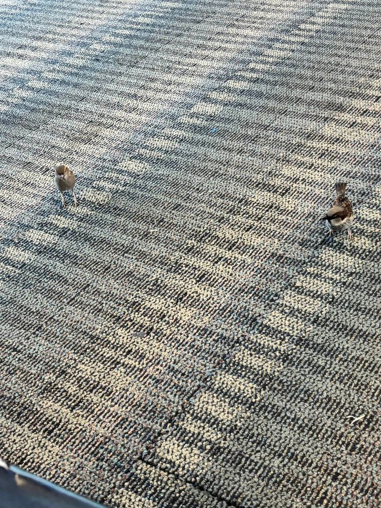 Two brown and white birds standing on the carpet inside Dulles Airport