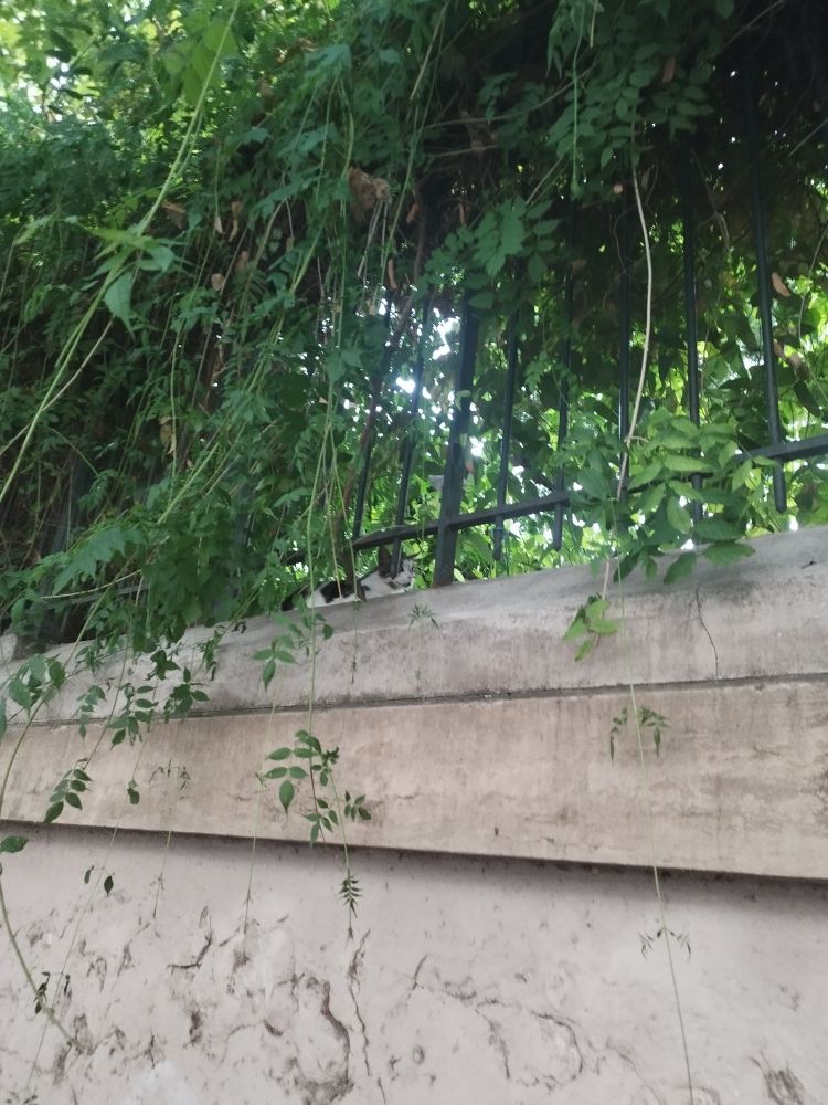 Un autre chat, un peu avant le précédent, même décor. Le chat ici est allongé plus ou moins de face, il est noir (ou gris sombre) et blanc.