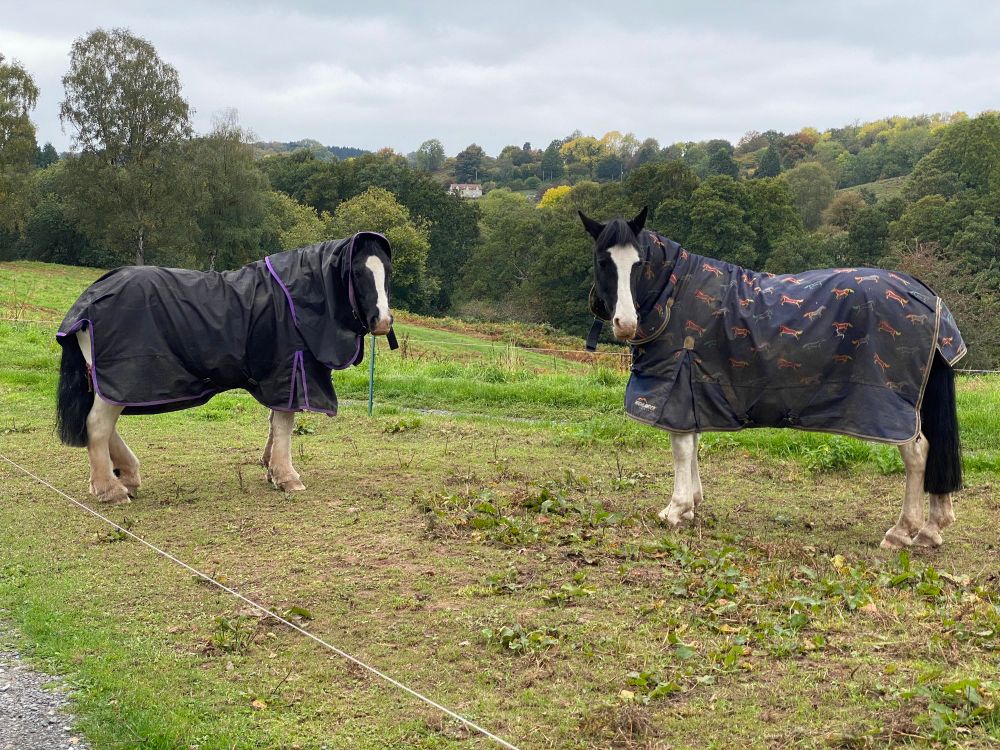 Horses. In coats. One with a hood. 