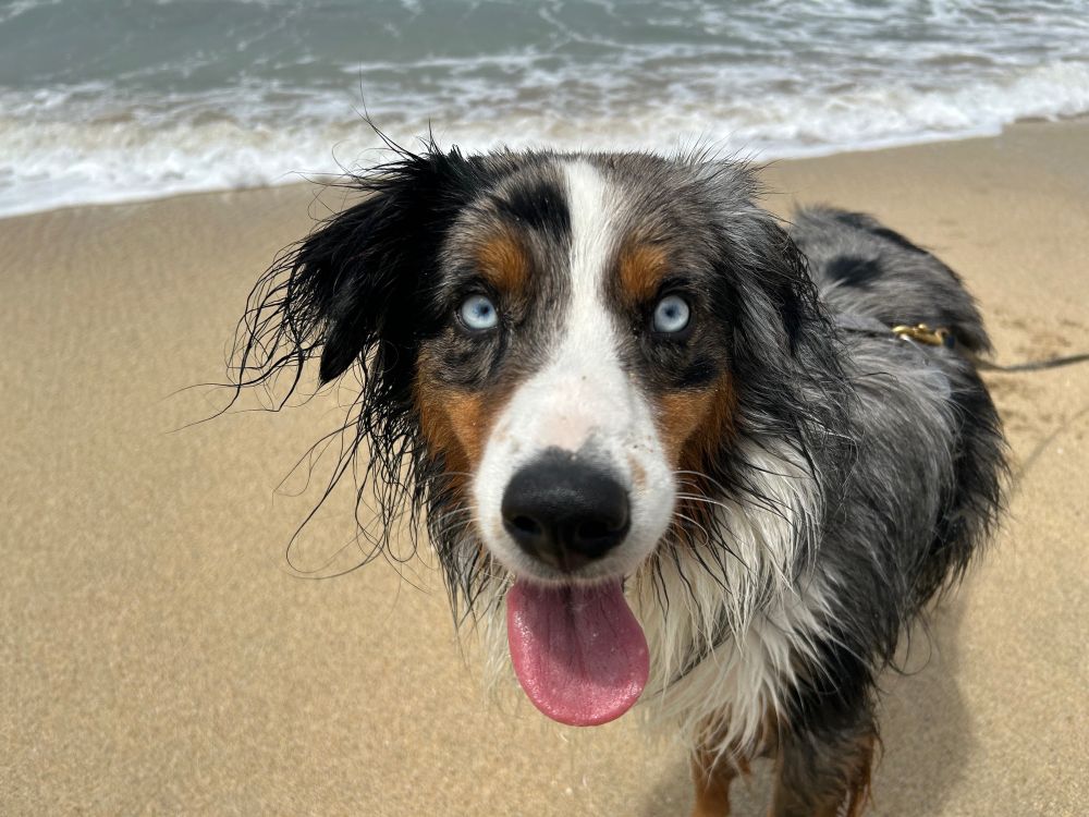 blue merle aussie at the beach with tongue hanging out 
