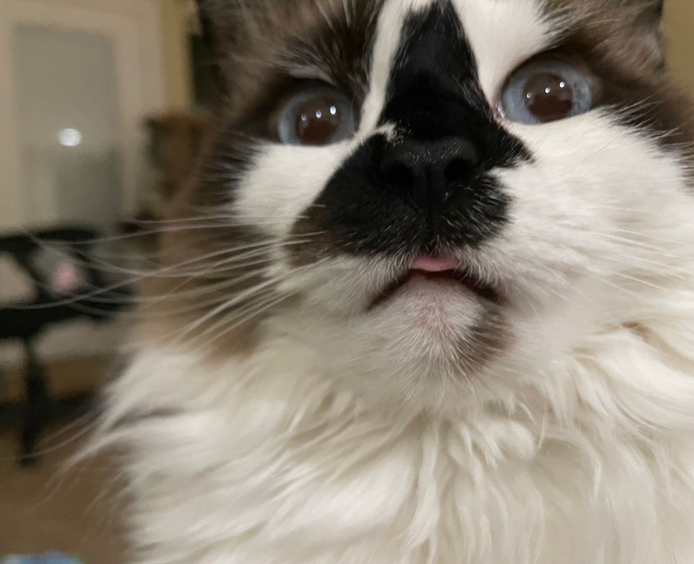 A cat with a blep 