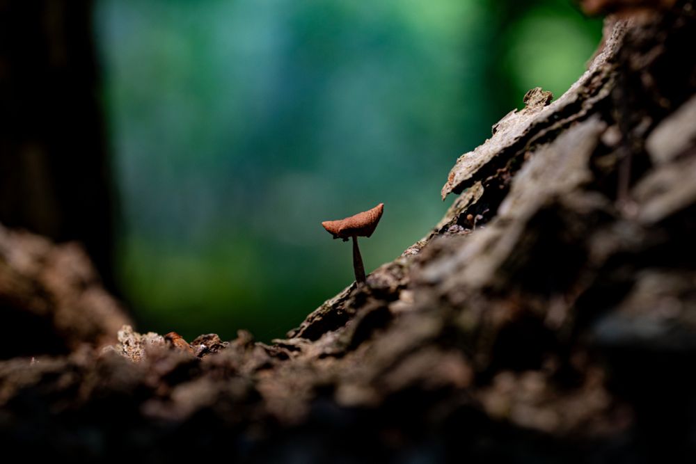 A tiny mushroom shot at macro eye level, sprouting from a crevasse in a tree's branches