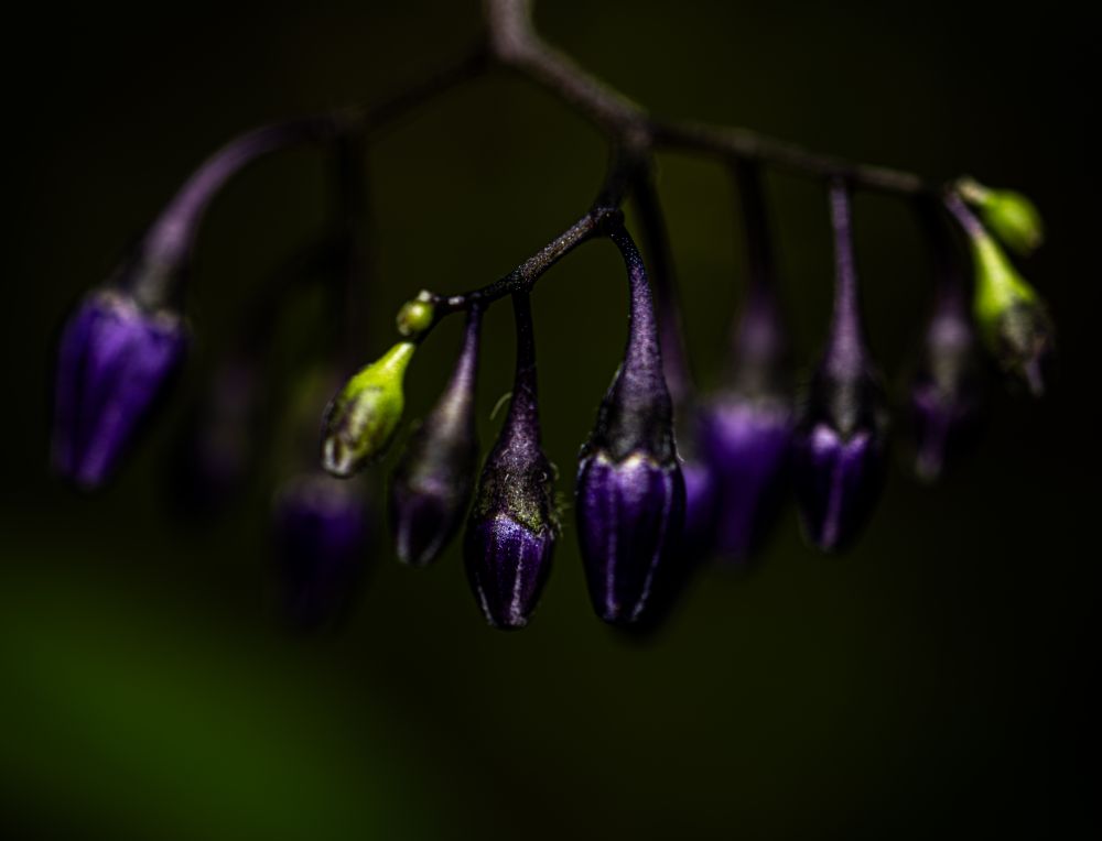 A purple botanical object with buds against a background of darkness and the greens of the forest