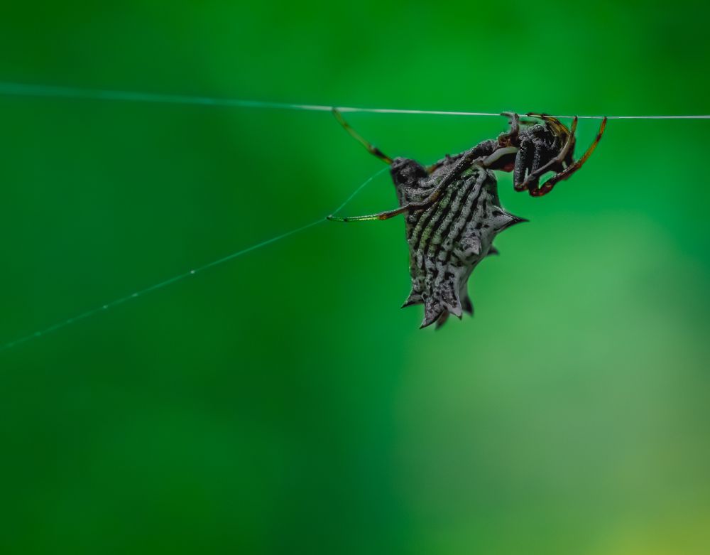 A spiny orb-weaver spider profile shot, macro, eye level, of it slinking across a strand of web while extracting another from its spinnerette with a free leg.