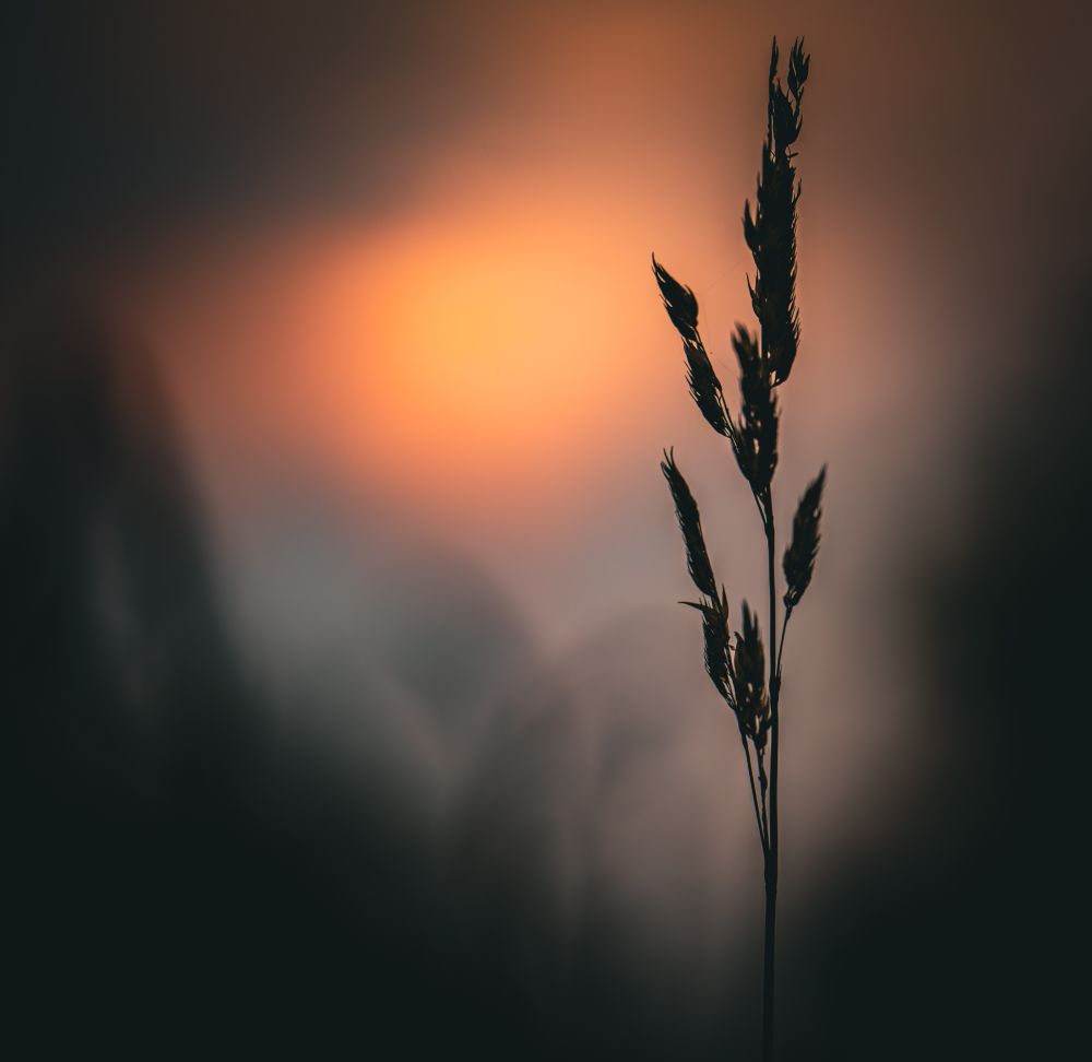 A tall botanical stalk, surrounded by both light and darkness, backlit by both