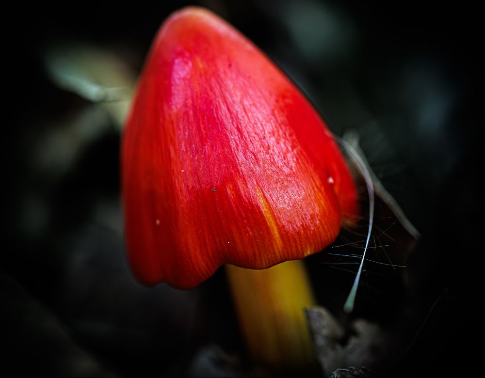 macro of a witches hat mushroom with its bright red cone shaped cap a jewel against a dark and unknown background