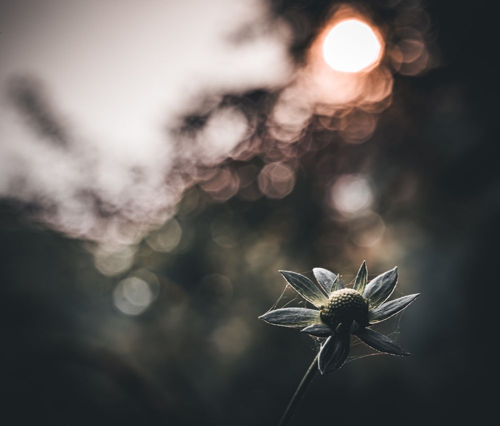 An eye-level photo of a botanical object sprouting covered in silken spider strands against a summer sunset of color blobs
