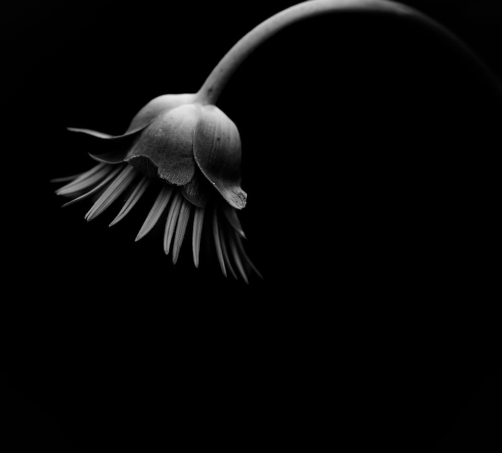 A sunflower in the dark, in black and white