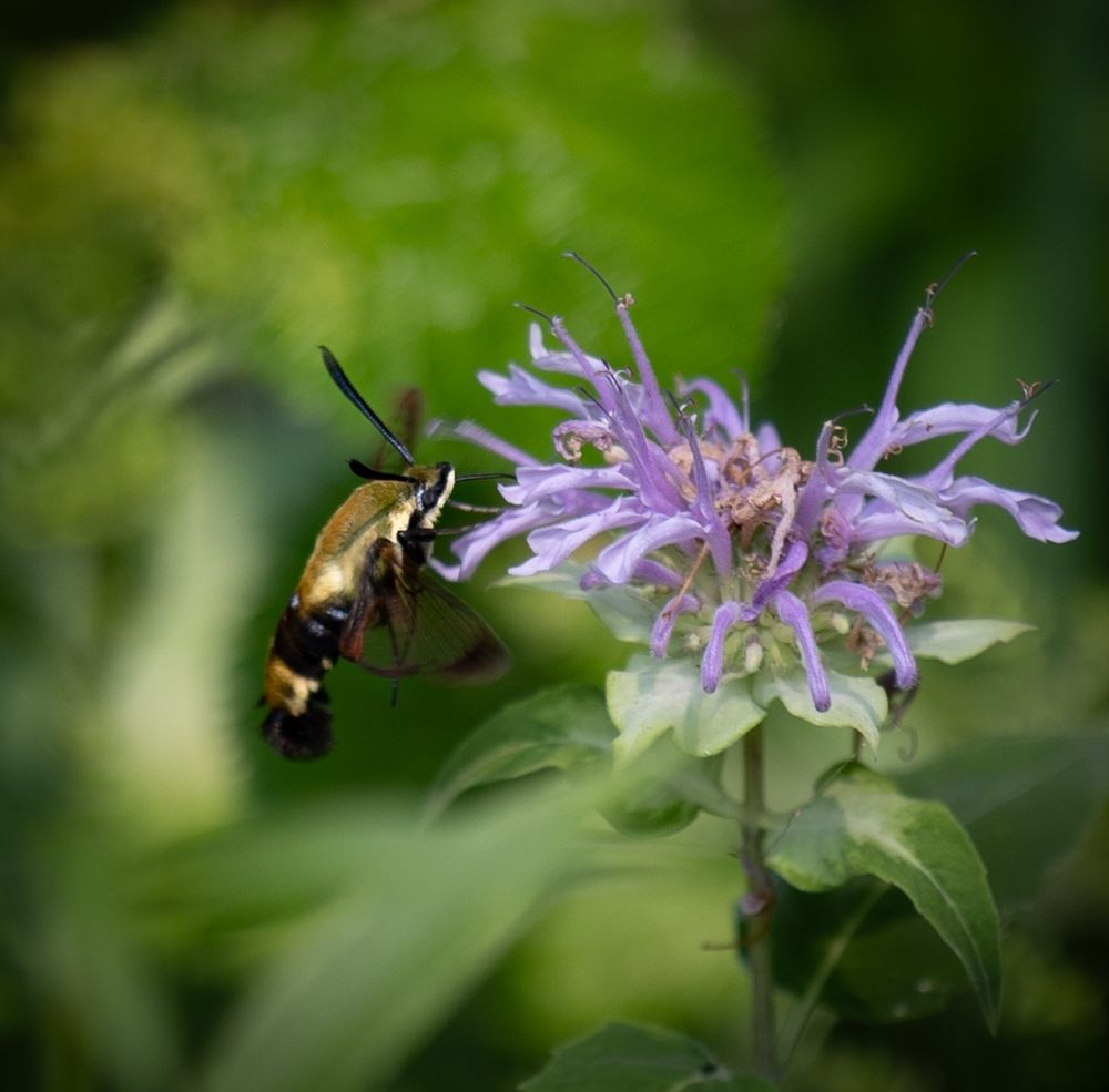 A macro shot of a moth that looks like a hummingbird extending a proboscis of sorts into an equally bizarre purple flower 