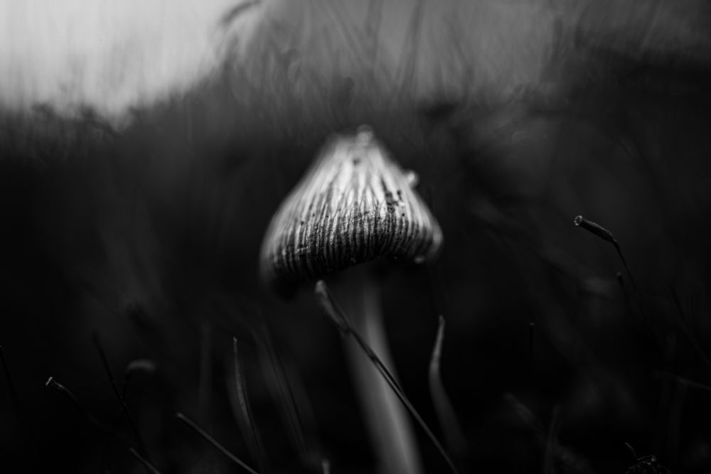 An eye level black and white macro shot about a mushroom in a forest of dreams