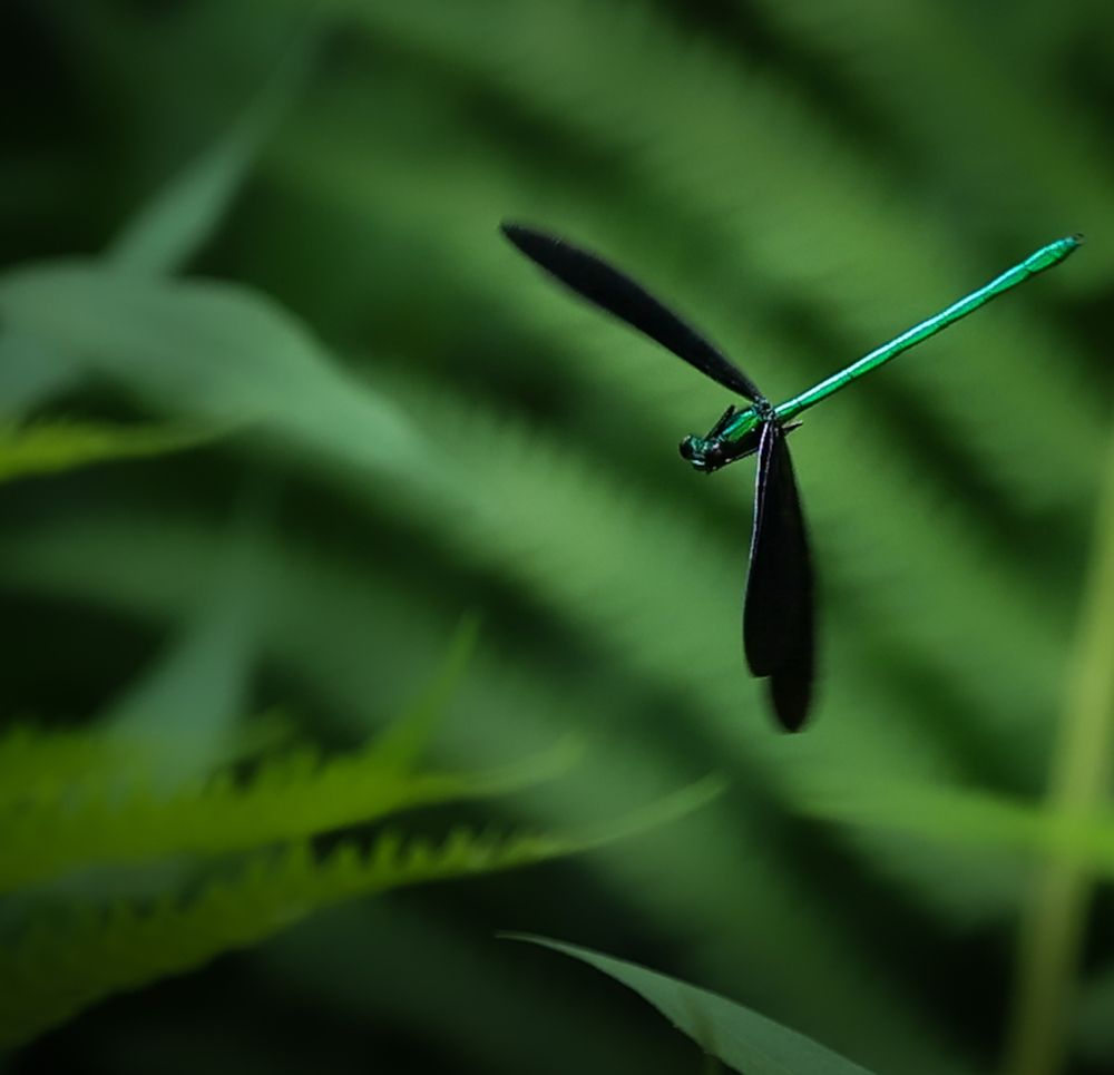 A picture about a damselfly flying by giving the photographer a glance 