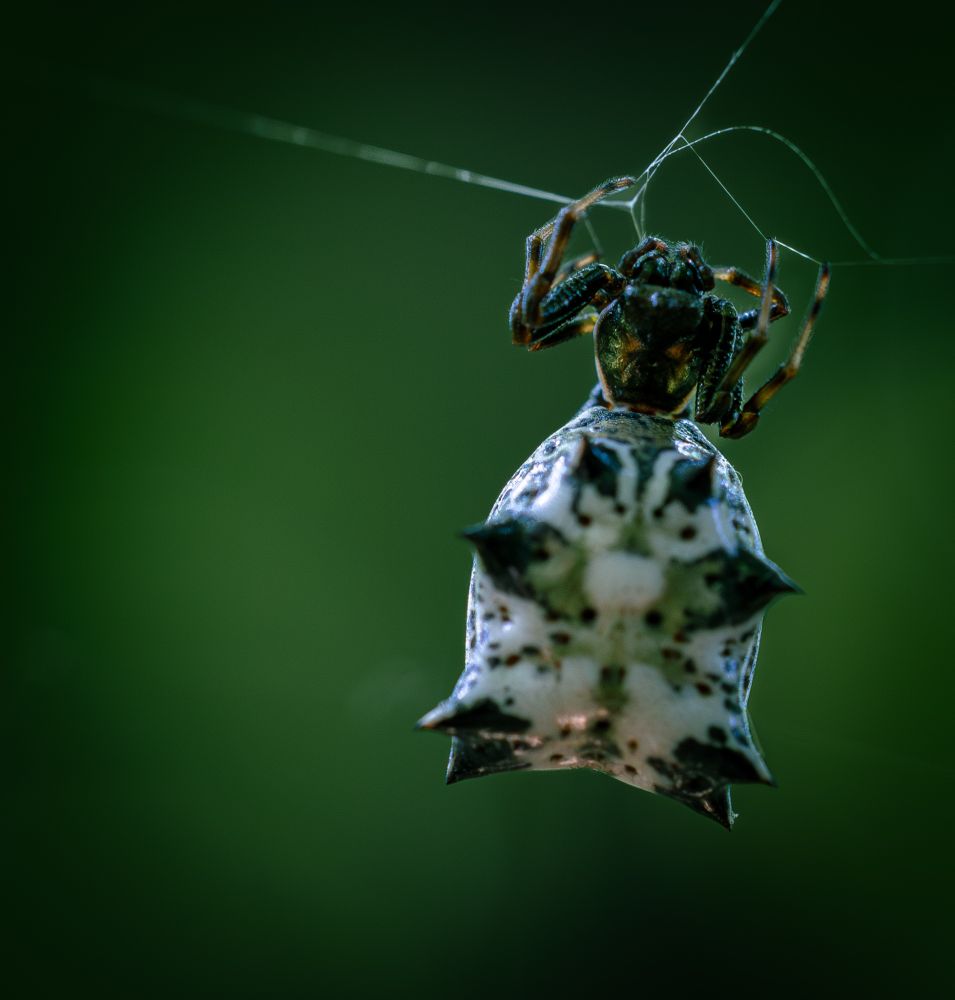A macro shot of a strangely shaped spider with a thorned abdomen busily trifling with its silk web strands