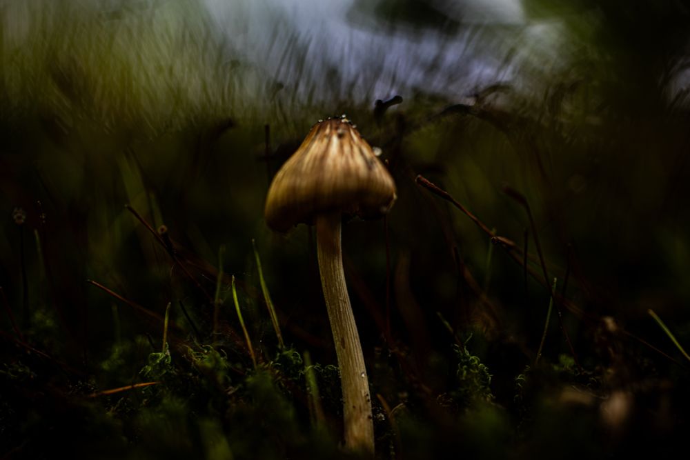 A small mushroom growing from moss, shot macro against a menacing background 