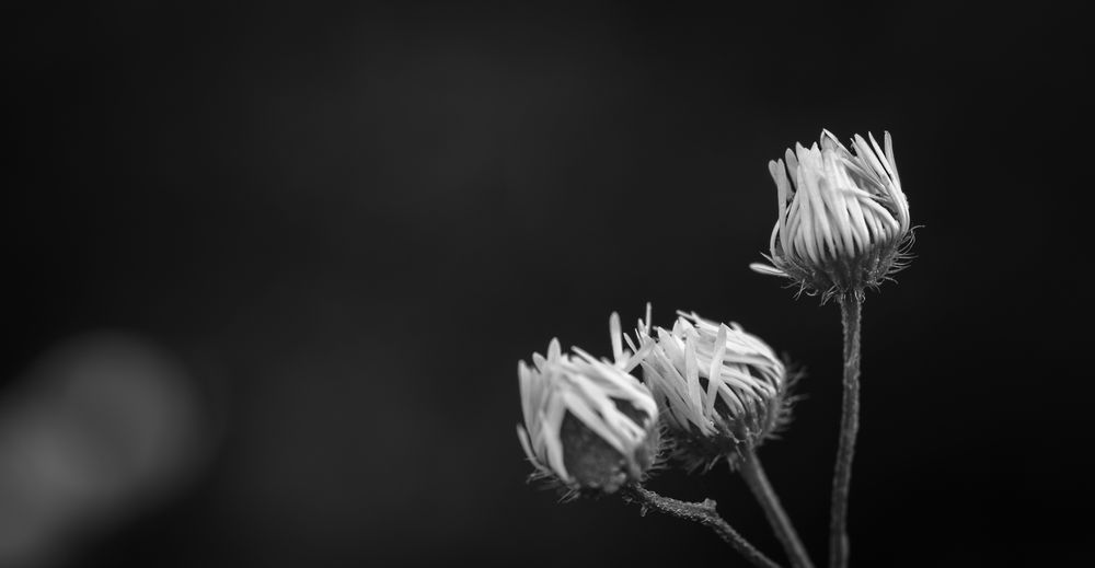 A macro shot of isolated delicate flowers against a gloomy background in black and white 