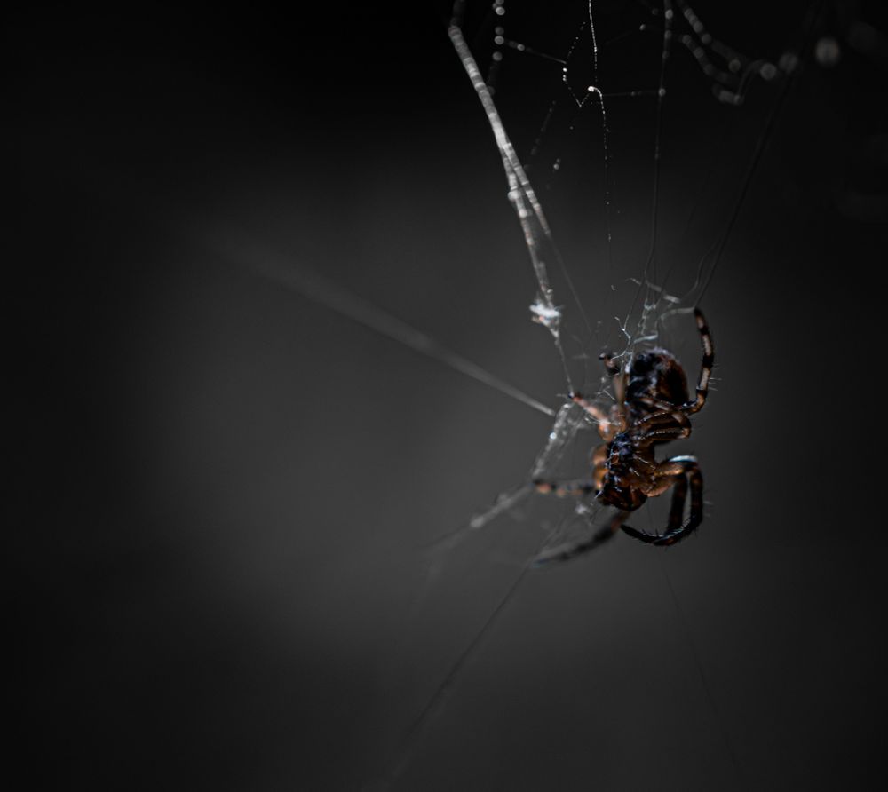 Macro picture of a spider in a web from its underside with a dark background