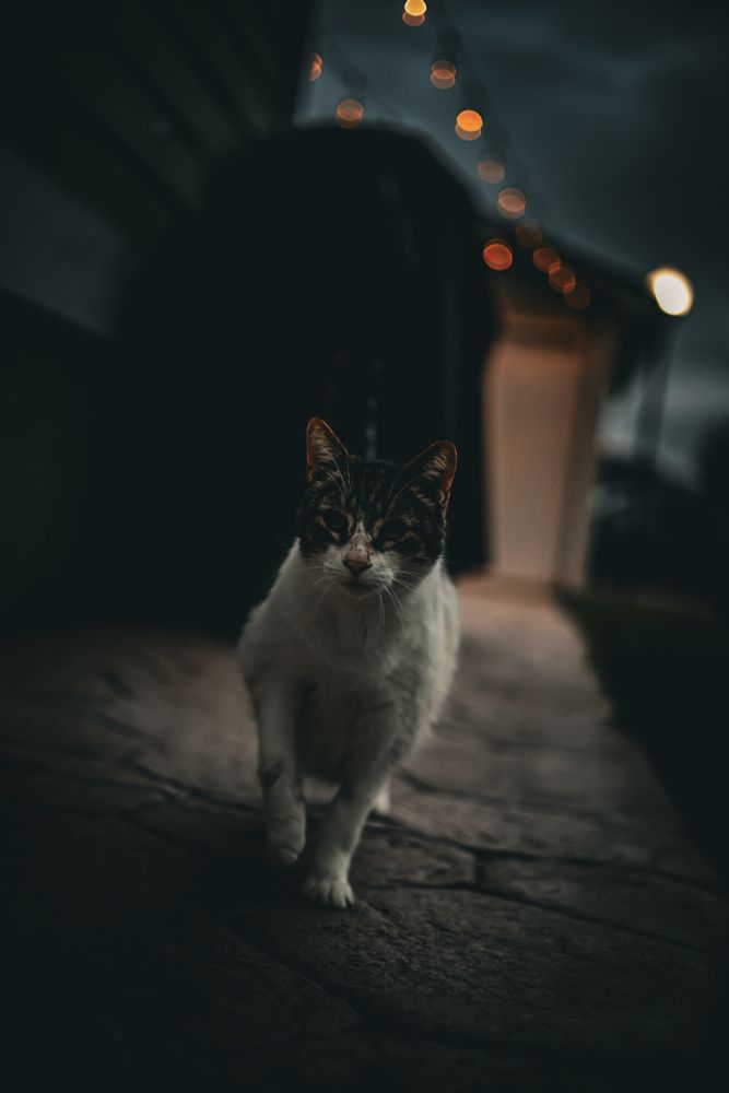 A cat posing for it's rap album cover 