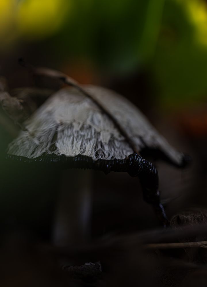 A profile macro of an inky cap mushroom in rapid deliquescence, reminding us that our lifecycle isn't stopping for anything and you can choose the way in which your remaining time serves you