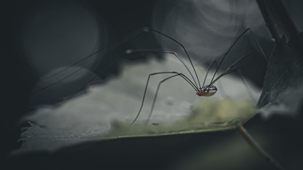 An elegant "daddy long legs" perusing a leaf against a background of moon like orbs