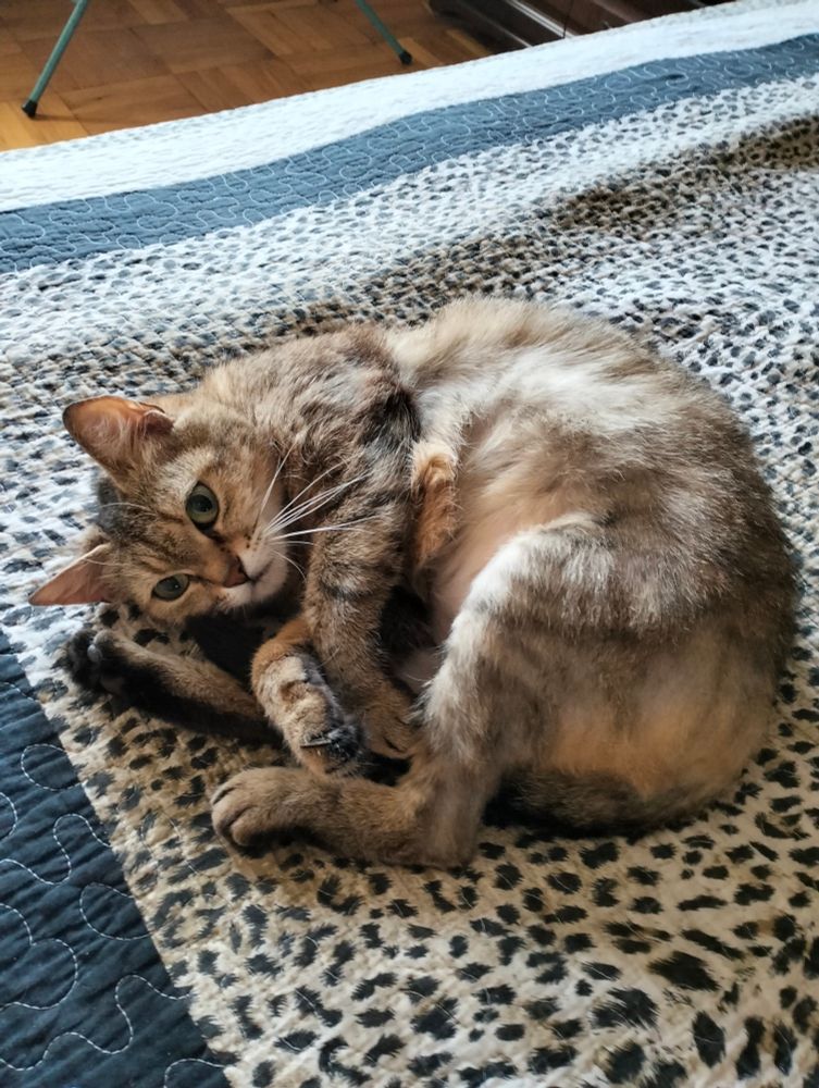 Киця гарнуня