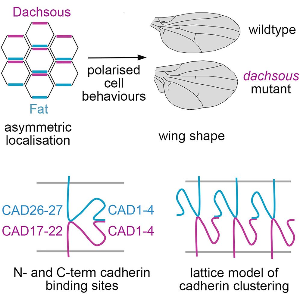 Graphical abstract showing model for Fat-Dachsous cadherin interaction via a second newly identified site