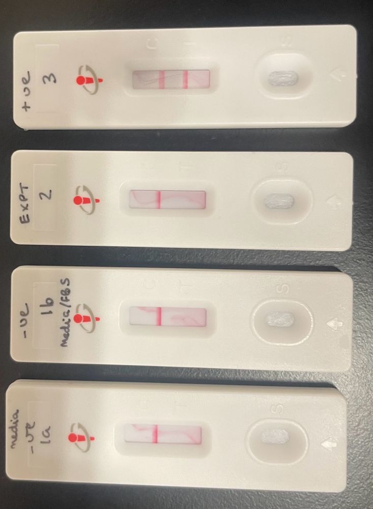 Four lateral flow tests. One positive and three negative.