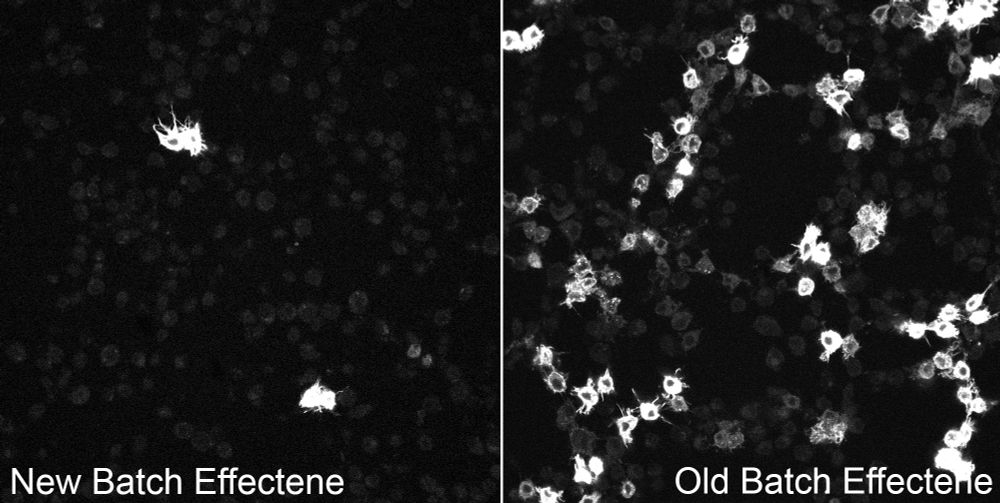 Two fields of spiky looking cells under a microscope. Left field has a few bright cells, the right field many bright cells. Left field labelled 'New Batch Effectene' the right field 'Old Batch Effectene'.