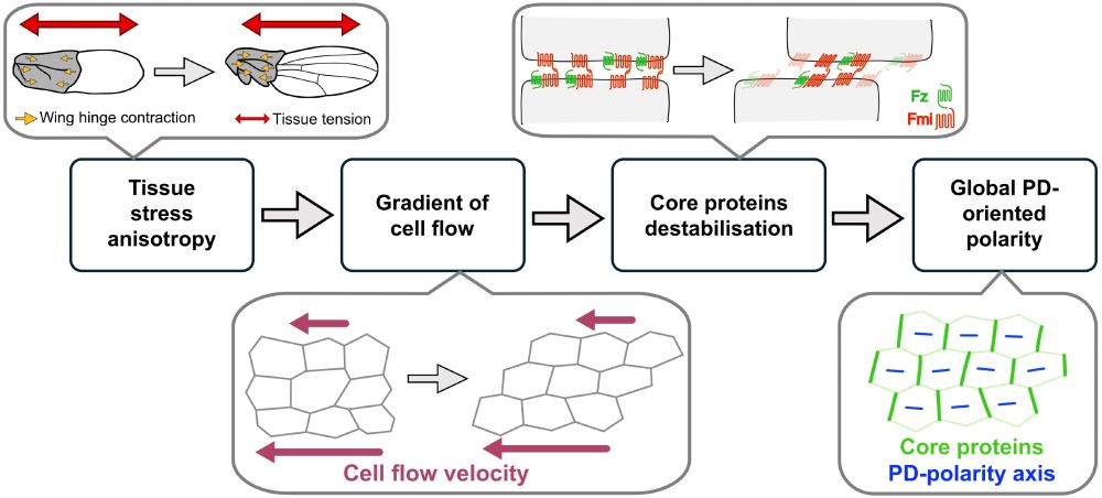 Planar polarity in the Drosophila pupal wing is oriented by tissue stress but the mechanisms remain unclear. This study uncovers a crucial role for cell flow gradients in promoting planar polarity protein turnover and aligning proximodistal polarity.