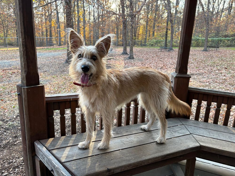 the cutest scruffiest happiest dog you’ve ever seen in a wooden gazebo in an autumnal setting 