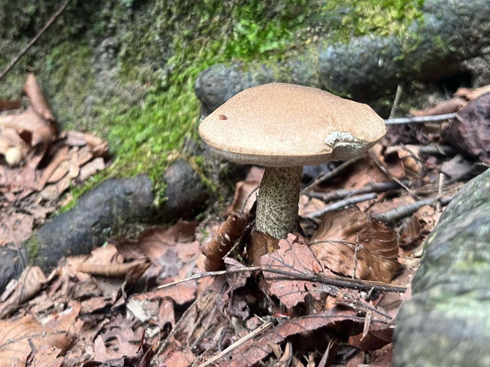 A brown mushroom with a small chunk taken out of it. It’s surrounded by tree roots and brown leaves 