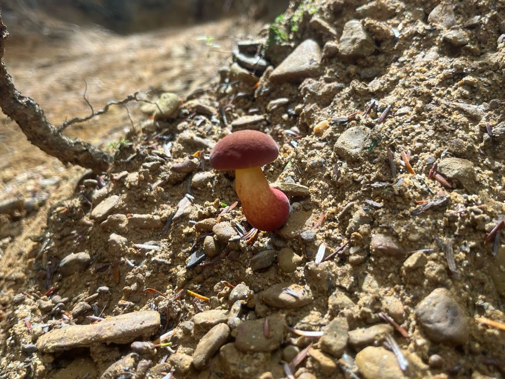 A tiny mushroom with a red cap and a stem with a gradient, it is red to yellow from the base up. It is surrounded by dirt, sticks, and gravel