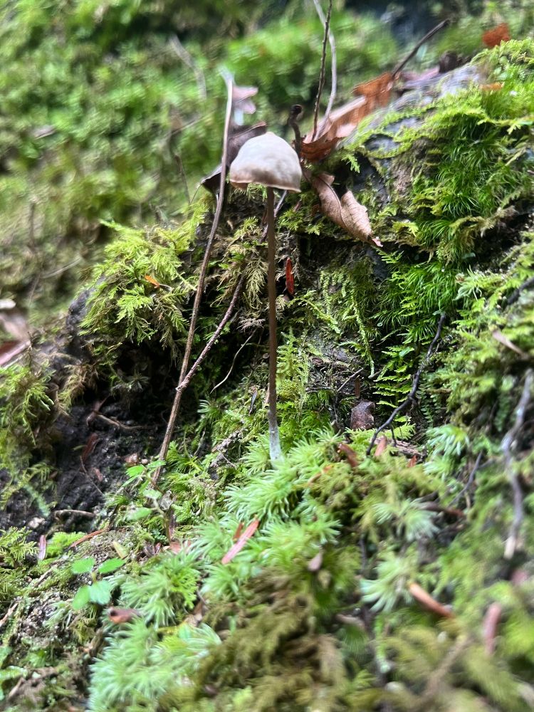 A photo of a tall skinny mushroom surrounded by moss and small bits of leaf