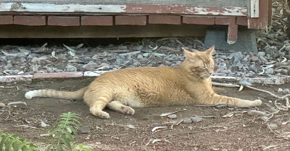 Ginger cat happy going sleepy on wet ground as oh so hot outside. No thoughts, no vibes, just happy damp. 