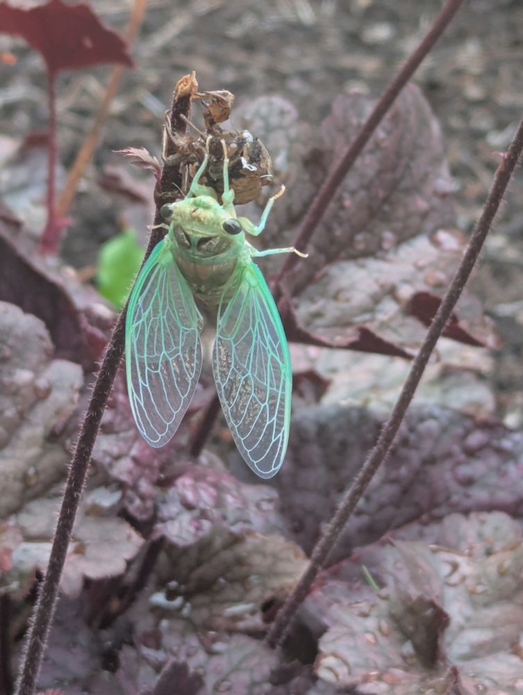 A light green colored cicada with iridescent wings resting on a flower stem in our front yard.