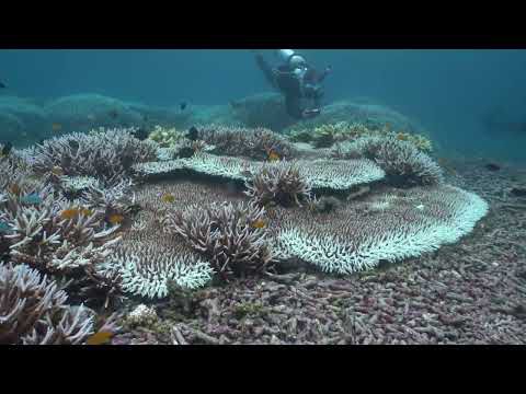 Raja Ampat Coral Bleaching 2