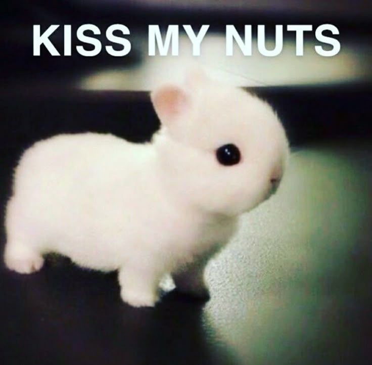 Silly little bunny photo with KISS MY NUTS on top