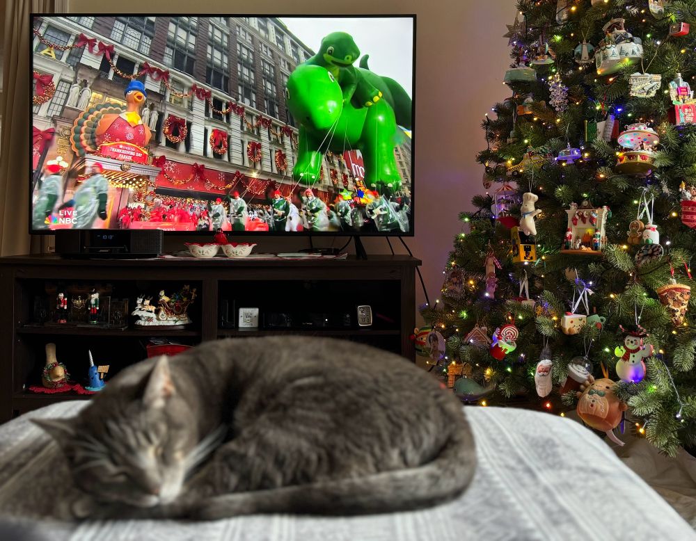 Sloppy, a grey tabby cat, is curled up on an ottoman. The tv in the background is playing the 98th annual Macy’s Thanksgiving Day Parade. A bright green Dino and Baby Dino (apatosauruses) balloon is floating by the Tom Turkey entrance in front of Macy’s department store in NYC. There is a Christmas tree with lights and decorations to the right. 