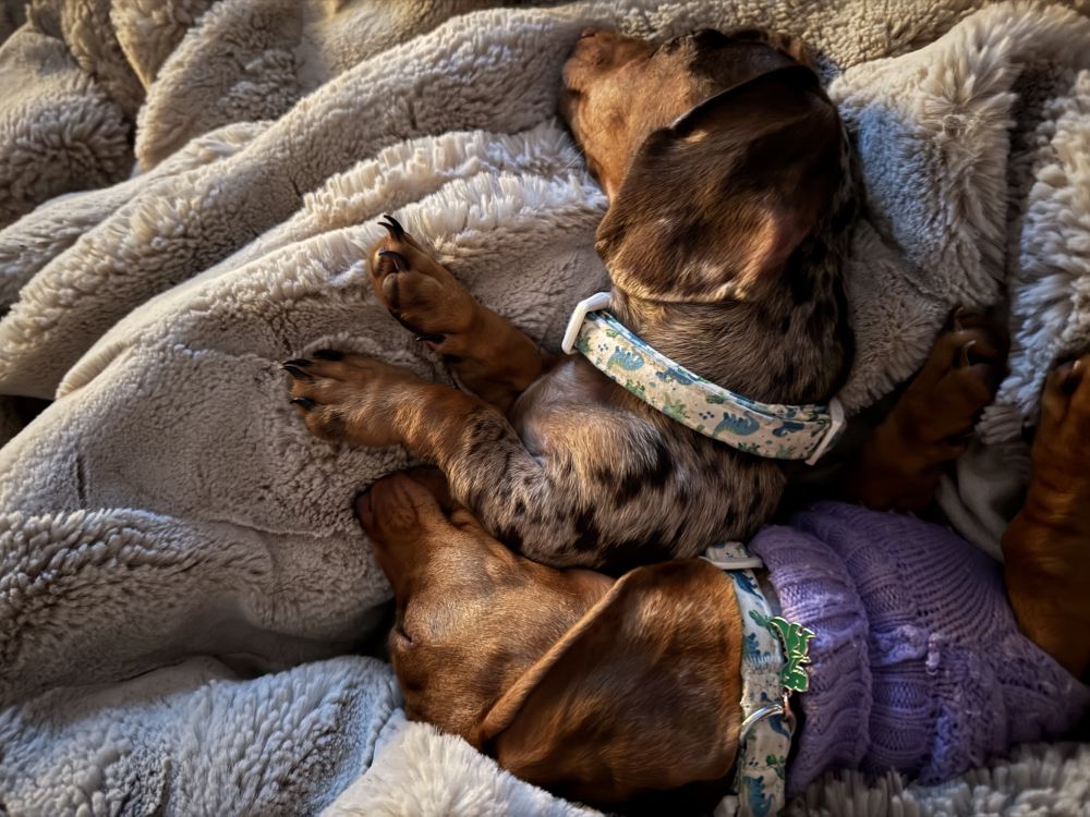 An Image of our Doxie puppies, Gizmo and Maple, napping on the bed wrapped in blankets.